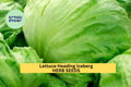 3pcs of 1g Iceberg Batavian Lettuce Seeds – Crisphead Variety for Salads, Sandwiches, Container & Garden Growing – Lactuca sativa