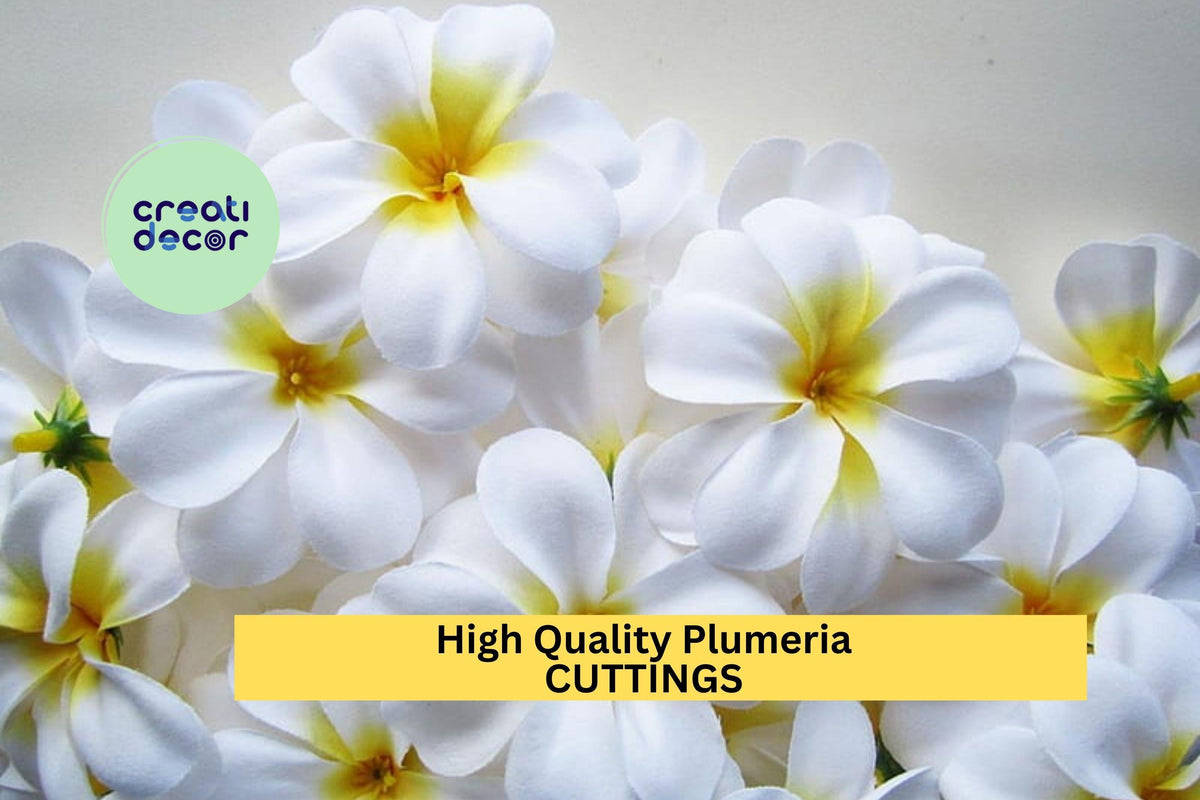 High Quality Plumeria Cuttings – 8–12 Inch Unrooted Stems with Fragrant White or Rainbow Flowers, Tropical Garden or Patio Plant