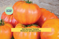 Old German Tomato Plants, Heirloom Solanum lycopersicum, 6–10 Inch Live Starter Plants, Yellow-Red Fruit, Vegetable Garden, Container