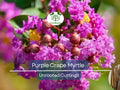 8 Purple Crape Myrtle Unrooted Cuttings – Lagerstroemia indica, Light Purple Blooms, Easy to Grow, Garden, Landscape, Drought Tolerant