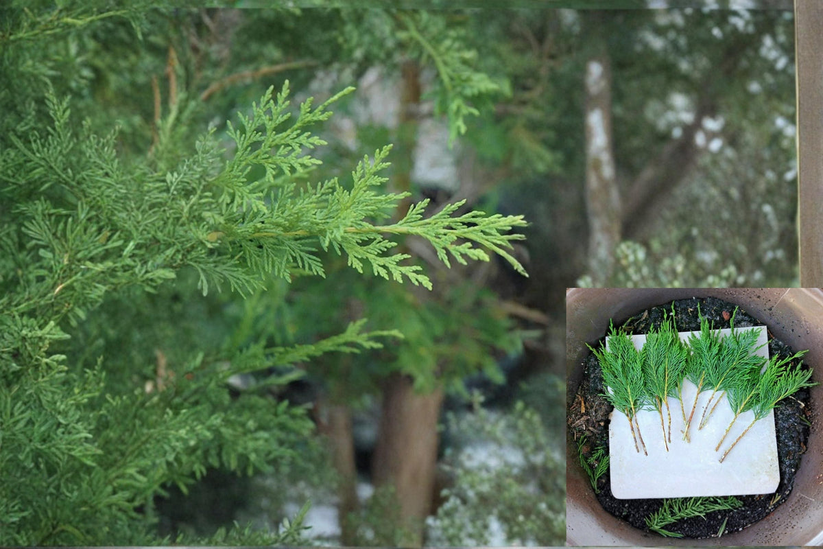 Grey Owl Spreading Juniper Cuttings - Unrooted 5-7" Evergreen Shrub, Juniperus virginiana, Drought Tolerant Groundcover