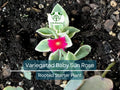3 Variegated Baby Sun Rose Live Starter Plants - Aptenia Cordifolia Variegata, Trailing Succulent, Drought Tolerant Groundcover