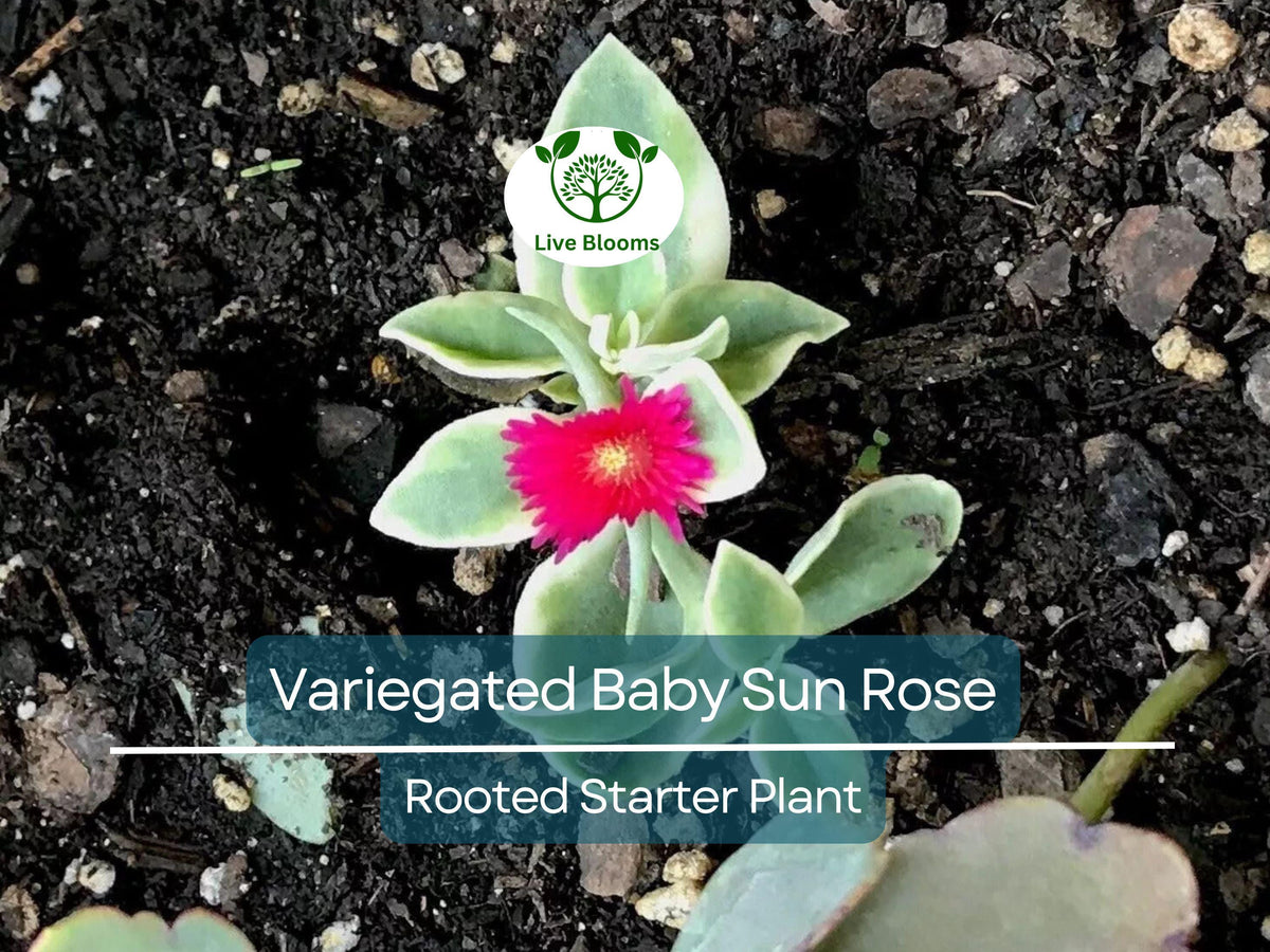 3 Variegated Baby Sun Rose Live Starter Plants - Aptenia Cordifolia Variegata, Trailing Succulent, Drought Tolerant Groundcover