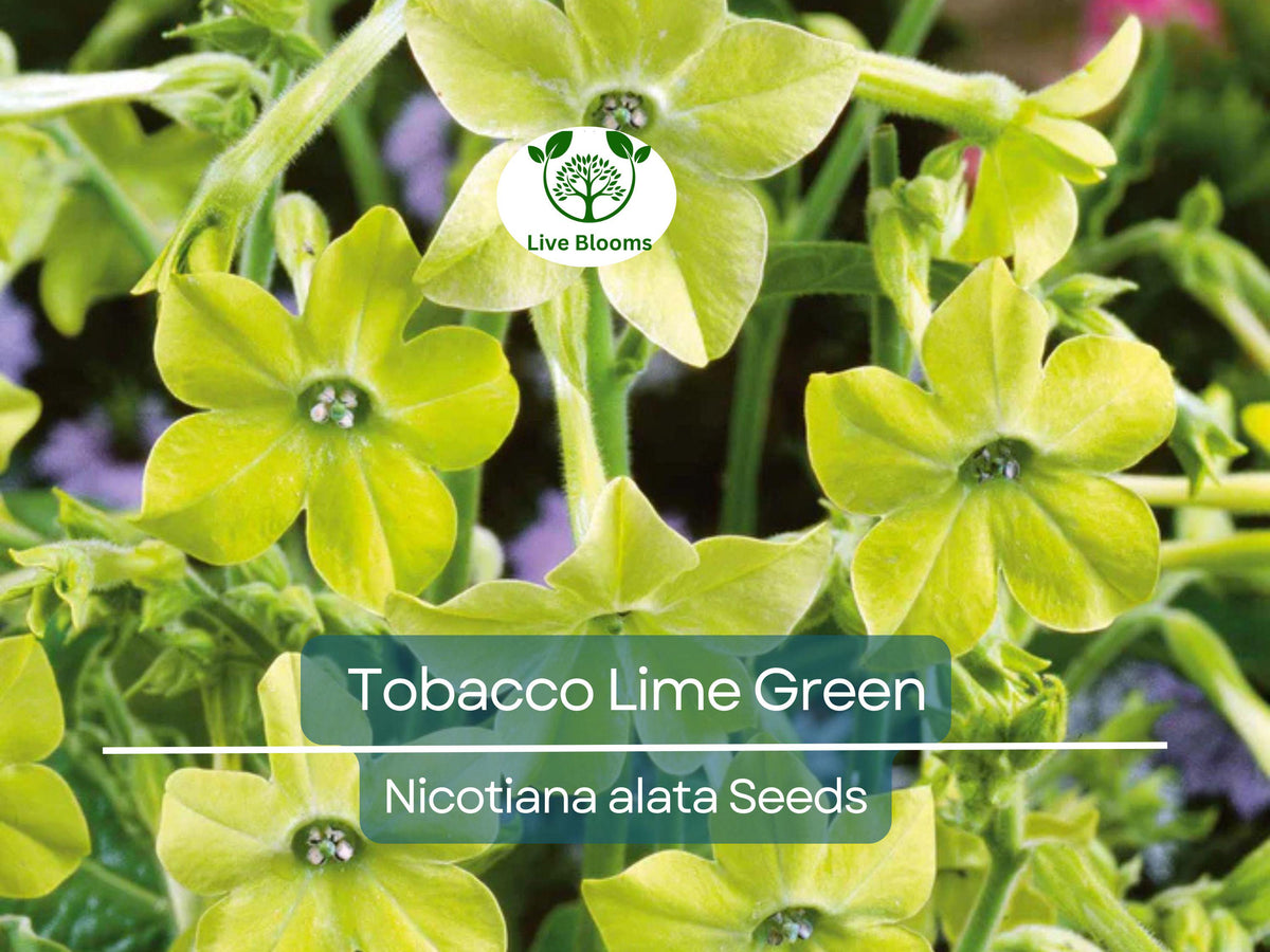 500 Seeds Tobacco Lime Green Flowers, Nicotiana alata, Non-GMO, Part-Shade, Easy to Grow, Garden & Landscape