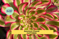 Aeonium 'Chanel' Succulent Cutting | 2.5" Rosette | Rare Hybrid Succulent | Unrooted Propagation Plant