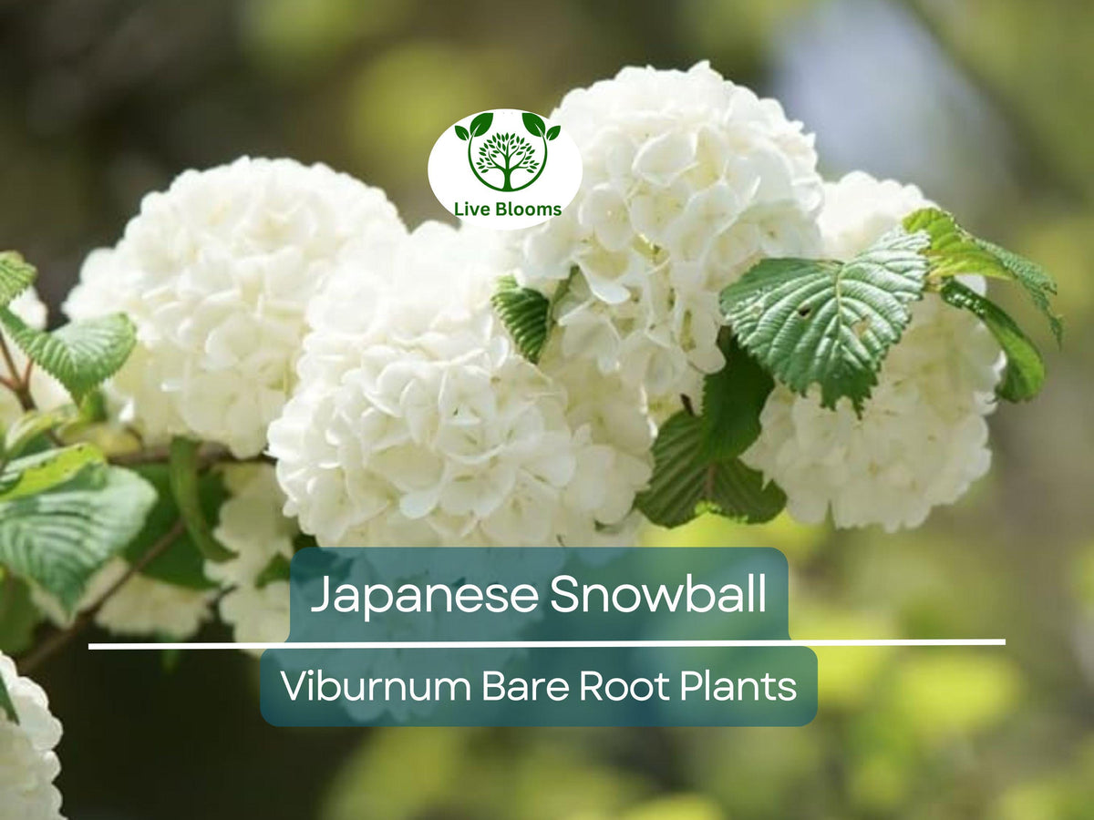 Japanese Snowball Viburnum Shrub - 12-18 Inch Bare Root Plant - Viburnum plicatum with White Flowers for Garden Landscaping