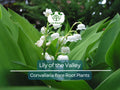 Lily of the Valley Bare Root Plants – Fragrant White Flowers – Shade-Loving Ground Cover – Convallaria majalis, 12 Pack