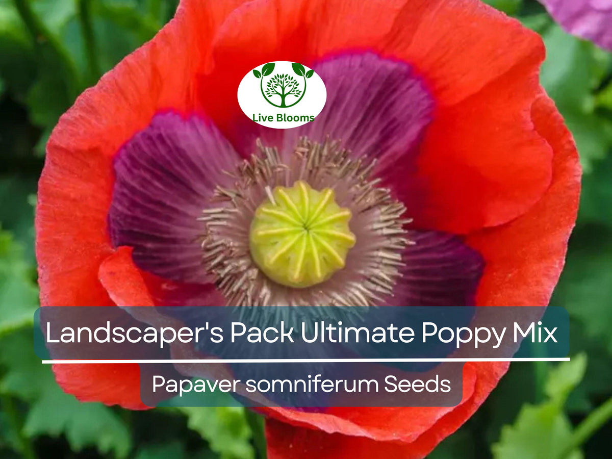 5000 Seeds Poppy Mix, Non-GMO, Colorful Garden Flowers, Papaver somniferum, Wildflower & Landscaping Seed Pack