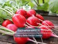 Cherry Belle Radish Seeds – 80 Heirloom Raphanus sativus for Fast-Growing, Crisp Red Radishes, Gardening & Salad Use