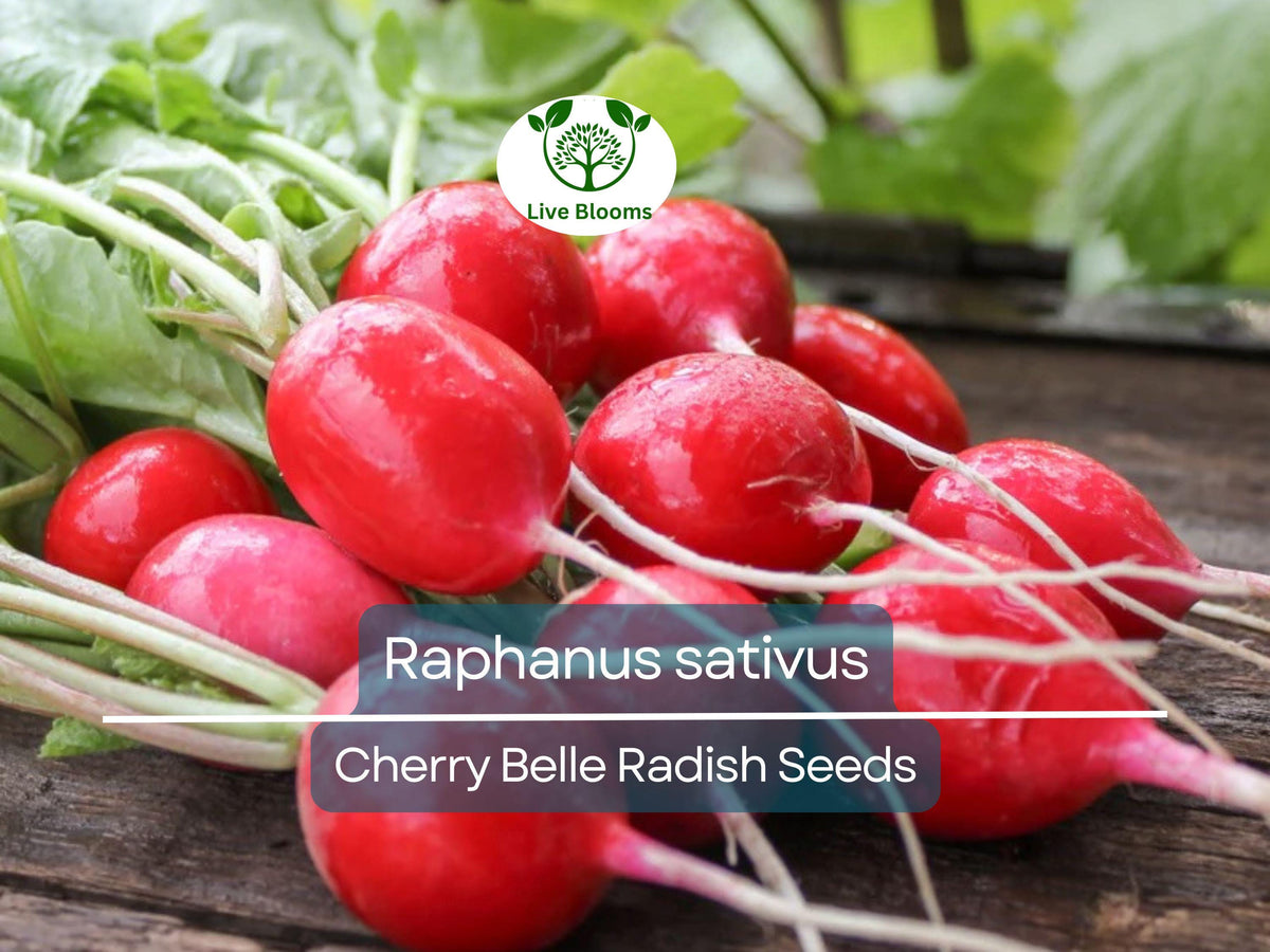 Cherry Belle Radish Seeds – 80 Heirloom Raphanus sativus for Fast-Growing, Crisp Red Radishes, Gardening & Salad Use