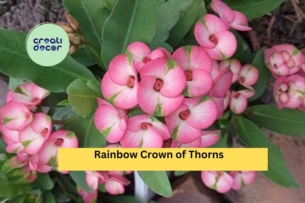 Rainbow Crown of Thorns Cutting | Variegated Euphorbia milii Succulent for Propagation | Unrooted Indoor/Outdoor Plant
