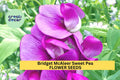 50+ Bridget McAleer Sweet Pea Seeds – Fragrant Pink & White Blooms for Garden Planting, Climbing Vines for Trellises – USA