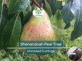 Unrooted Shenandoah Pear Tree Scions – 10-12 Inch Pyrus communis Grafting & Rooting Cuttings