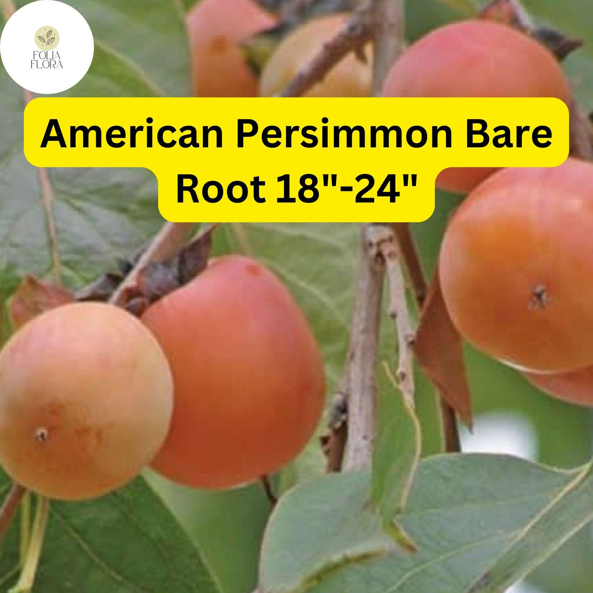 American Persimmon Tree Bare Root Plant - Edible Fruit & Wildlife Attractant - Diospyros virginiana