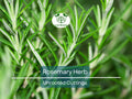 Organic Rosemary Herb Cuttings - 15 Unrooted 10" Plants, Rosmarinus Officinalis, Culinary & Propagation