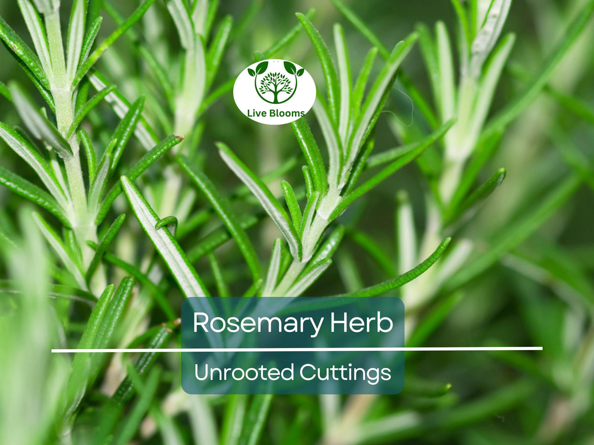 Organic Rosemary Herb Cuttings - 15 Unrooted 10" Plants, Rosmarinus Officinalis, Culinary & Propagation