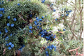 25 Common Juniper Seeds – Evergreen Shrub, Juniperus communis, Bonsai & Wildlife Planting