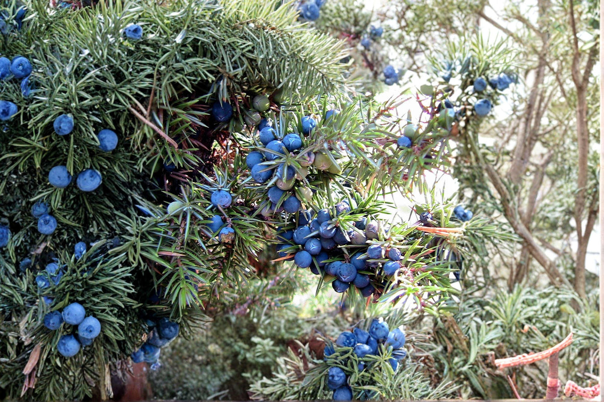 25 Common Juniper Seeds – Evergreen Shrub, Juniperus communis, Bonsai & Wildlife Planting