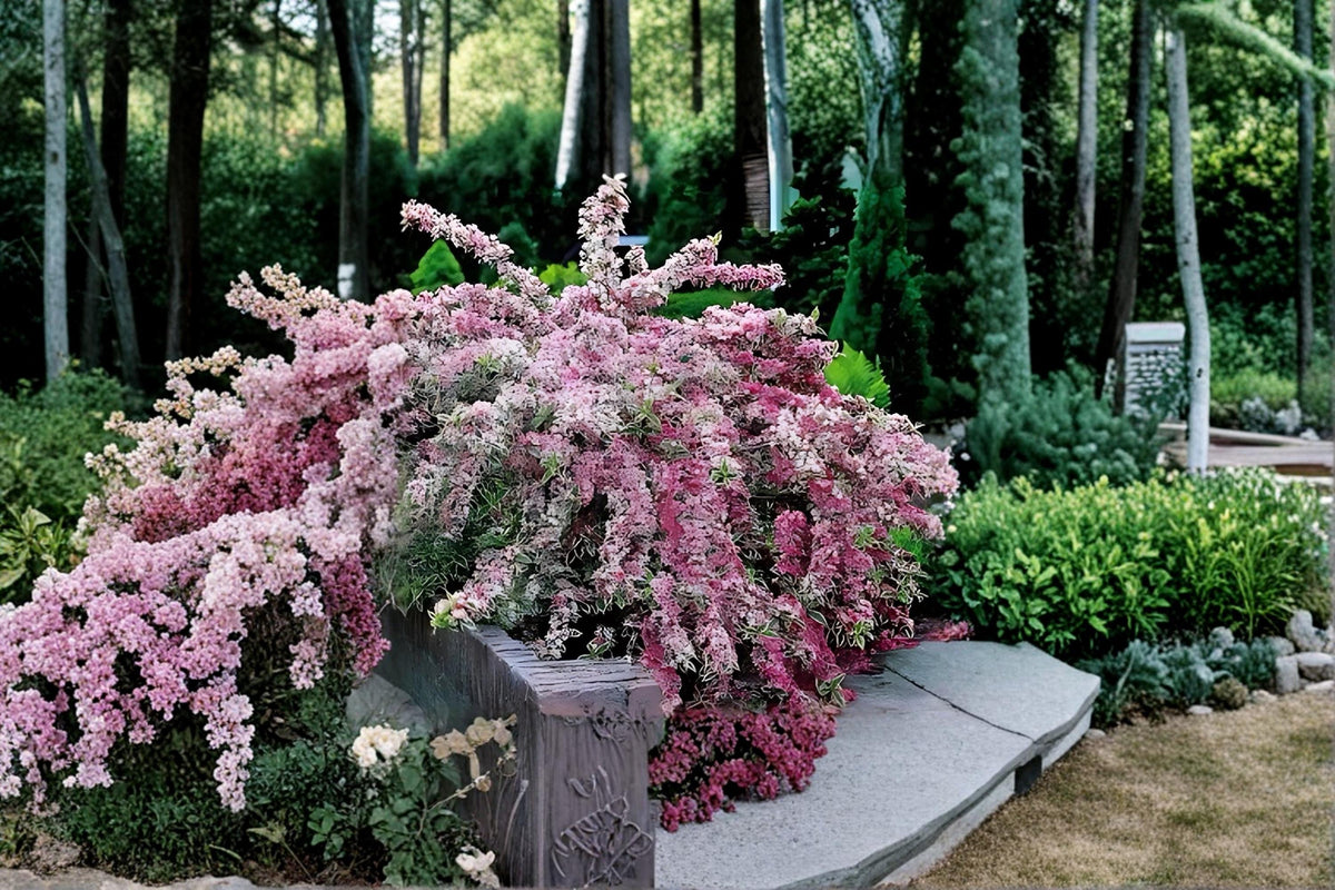 Variegated Weigela Shrub Plants – Pink Flowers, Green & White Foliage, 2 Live Perennial Bushes, Weigela florida
