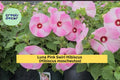 Live Hibiscus Rooted Starter Plant – Luna Pink Swirl, Hardy Perennial with 8–10" Pink & White Blooms, Hibiscus moscheutos, Zones 5–9