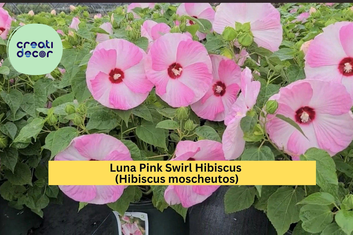 Live Hibiscus Rooted Starter Plant – Luna Pink Swirl, Hardy Perennial with 8–10" Pink & White Blooms, Hibiscus moscheutos, Zones 5–9