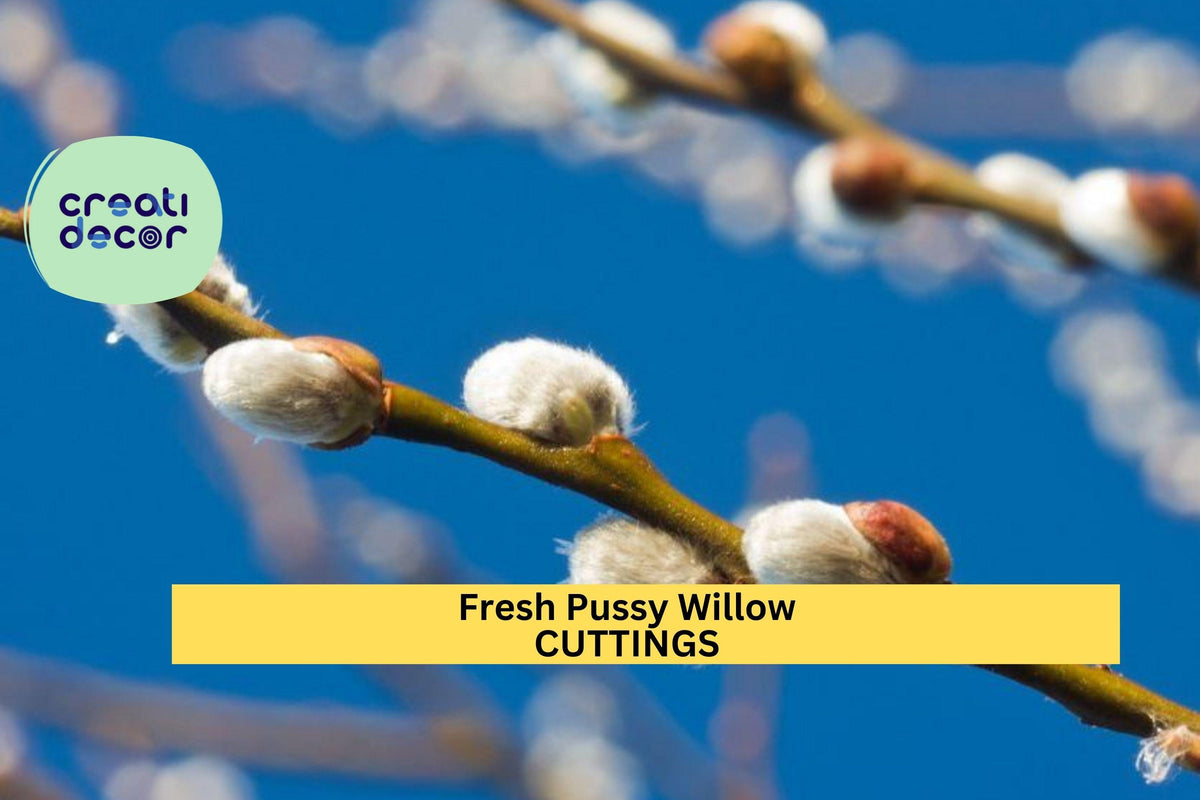 10 Pussy Willow Cuttings | Unrooted Salix Discolor Stems for Propagation, Floral Arrangements & Garden