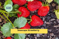 Seascape Strawberry Plants Set of 10 Bare Root Runners | Day-Neutral Fragaria × ananassa for Garden, Containers
