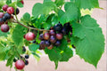 Muscadine Grape Cuttings - Vitis rotundifolia - 5 Male & 5 Female Unrooted Vines for Propagation