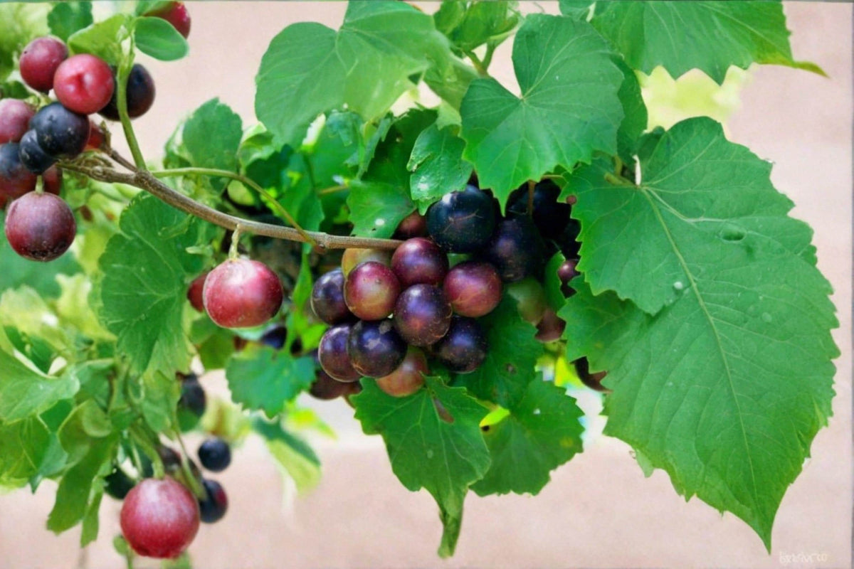 Muscadine Grape Cuttings - Vitis rotundifolia - 5 Male & 5 Female Unrooted Vines for Propagation