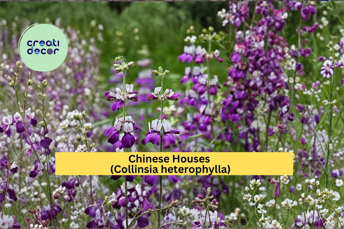Chinese Houses Wildflower Seeds, Collinsia heterophylla, 100 Count, Pink and White Spring Annual for Gardens and Borders