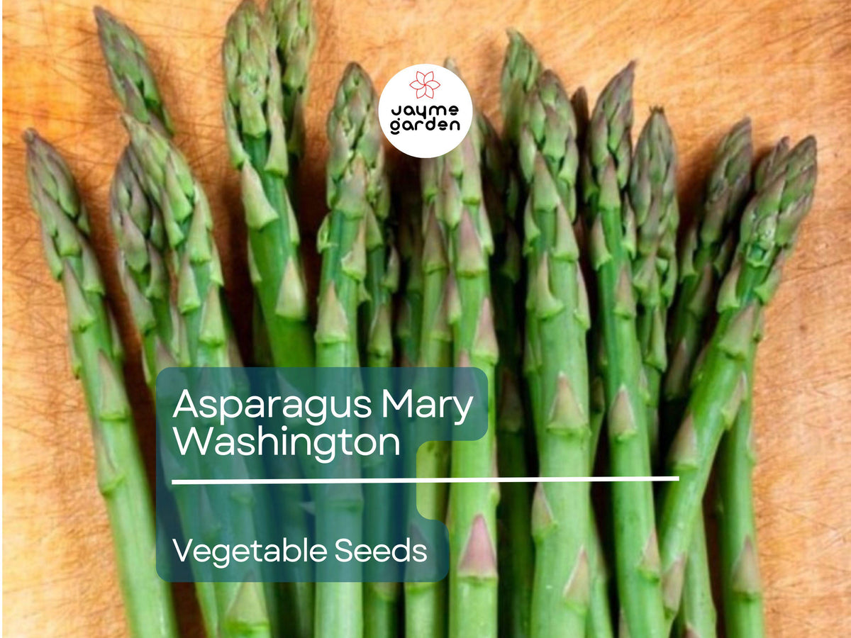Asparagus Seeds 1g - Mary Washington Heirloom Non-GMO Perennial Vegetable - Tender Green Stalks - Asparagus officinalis