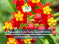 100 Seeds Tropical Bloodflower Milkweed (Asclepias curassavica) - Monarch Butterfly Host Plant, Pollinator Attractant, Non-GMO, Vibrant Flowers