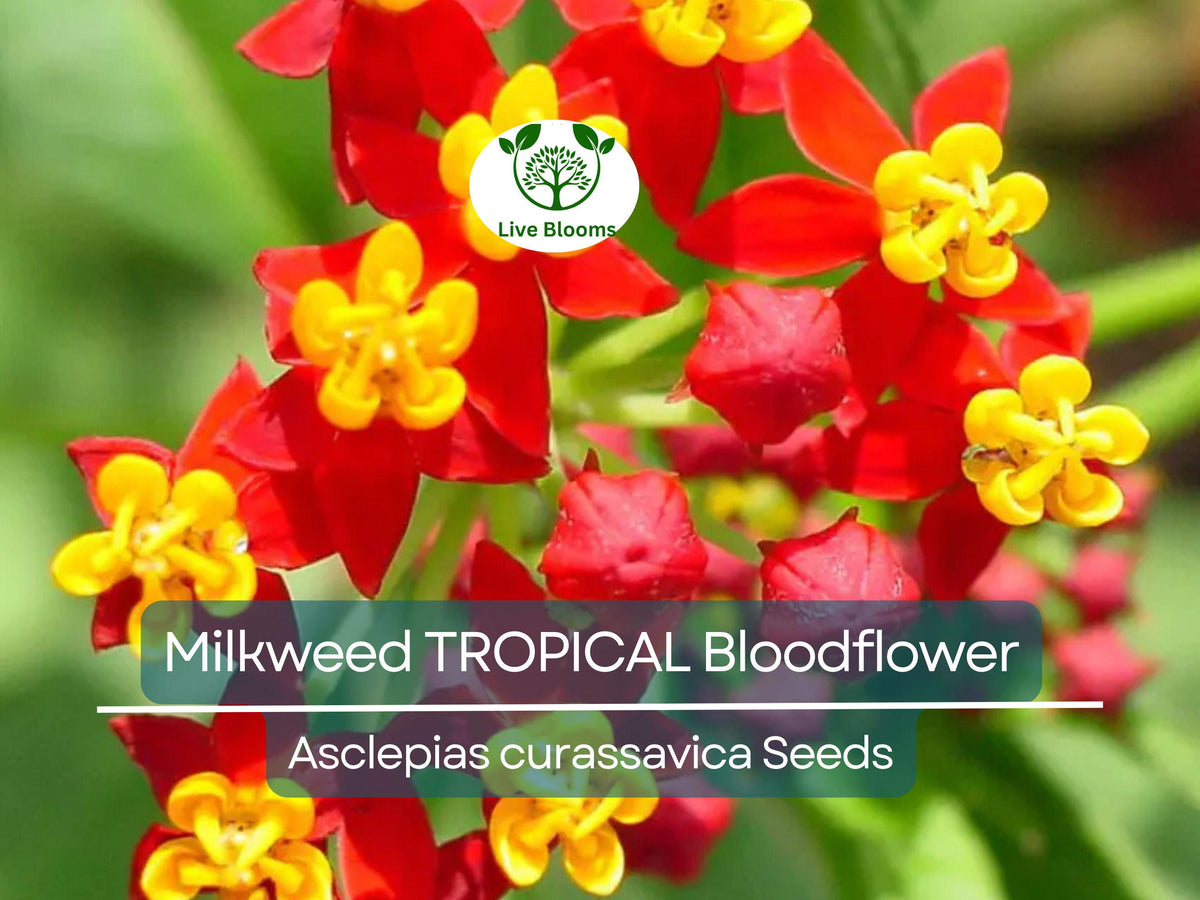 100 Seeds Tropical Bloodflower Milkweed (Asclepias curassavica) - Monarch Butterfly Host Plant, Pollinator Attractant, Non-GMO, Vibrant Flowers