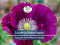 500 Seeds Poppy Lauren's Grape Papaver somniferum Purple Flower Seeds for Garden, Attracts Bees & Butterflies, Non-GMO