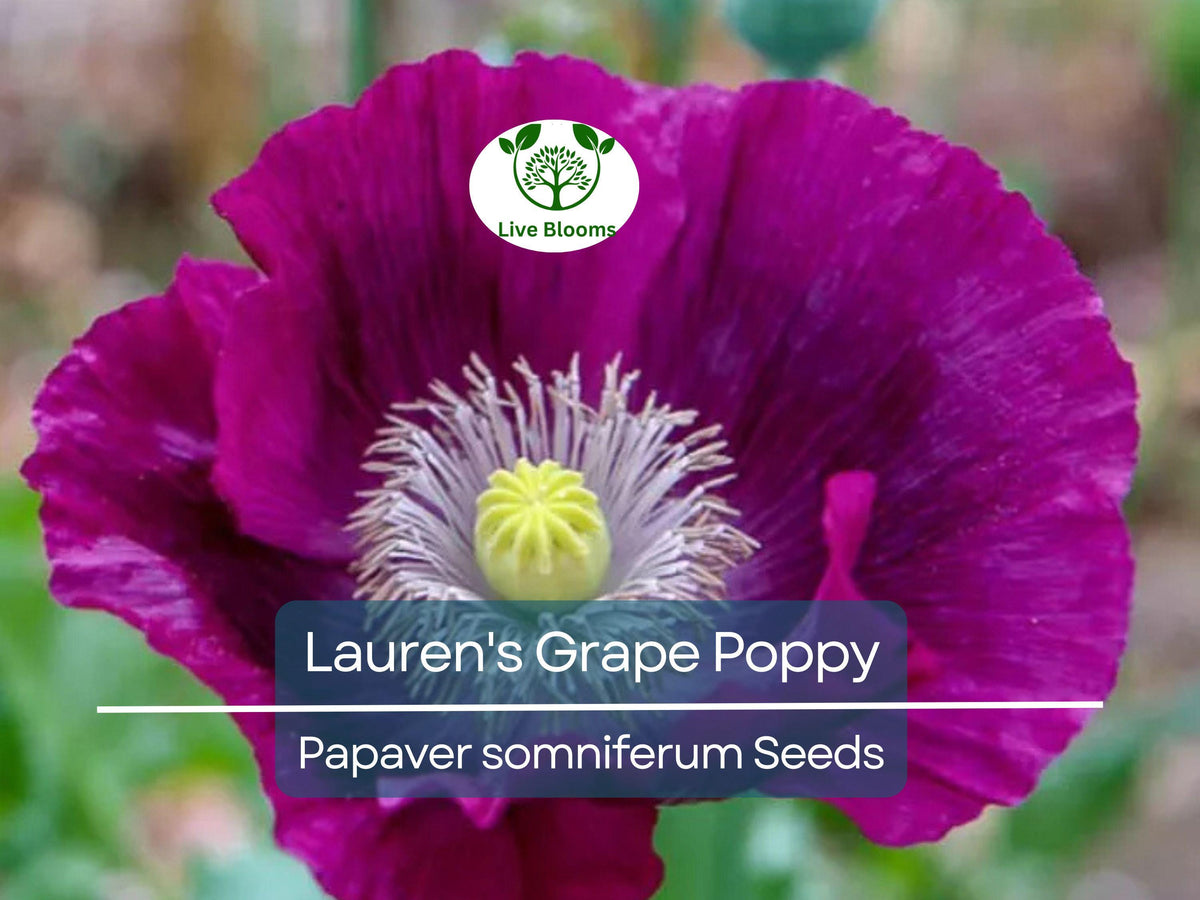 500 Seeds Poppy Lauren's Grape Papaver somniferum Purple Flower Seeds for Garden, Attracts Bees & Butterflies, Non-GMO