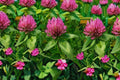100 Red Clover Seeds – Trifolium pratense Pollinator Plant Cover Crop Nitrogen Fixer for Soil Improvement