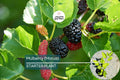 Mulberry Tree Live Starter 1′-2′ Morus Tropical Fruit Tree with Sweet Berries for Garden and Patio
