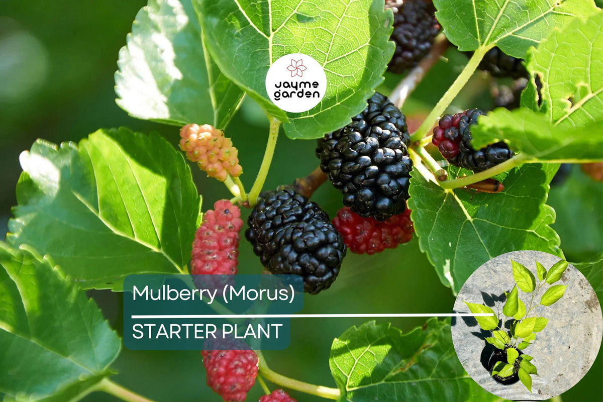Mulberry Tree Live Starter 1′-2′ Morus Tropical Fruit Tree with Sweet Berries for Garden and Patio