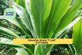 Green Ti Leaf Cuttings | 6-Inch Starter Logs | Hawaiian Cordyline Fruticosa | Tropical Foliage for Indoor & Patio Gardens
