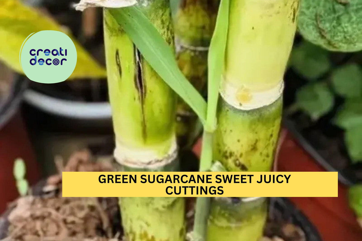 Green Sugarcane Cuttings | Saccharum officinarum | Juicy Stalks for Growing Gardens & Farms | Live Plant Starter Pack