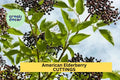 12 American Elderberry Cuttings – Unrooted Sambucus Adams/York Variety for Edible Gardens & Wildlife Habitat – USA
