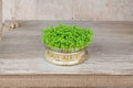 Cress Seeds - Curled Garden Cress, Pepper Cress, Lepidium sativum, Fast-Growing Microgreens, Spicy Leafy Green, 800 Seeds