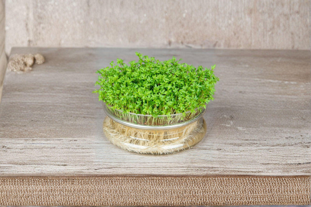 Cress Seeds - Curled Garden Cress, Pepper Cress, Lepidium sativum, Fast-Growing Microgreens, Spicy Leafy Green, 800 Seeds