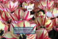 Tulip Bulbs 5 Pack - Cream & Red Double Peony Tulips with Color-Changing Ruffled Blooms, Garden, Container, Border, USDA Zones 3-8