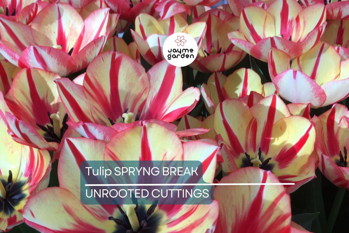 Tulip Bulbs 5 Pack - Cream & Red Double Peony Tulips with Color-Changing Ruffled Blooms, Garden, Container, Border, USDA Zones 3-8