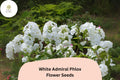White Admiral Phlox Seeds – 100+ Non-GMO Phlox drummondii Flower Seeds for Borders, Containers, Butterfly Garden