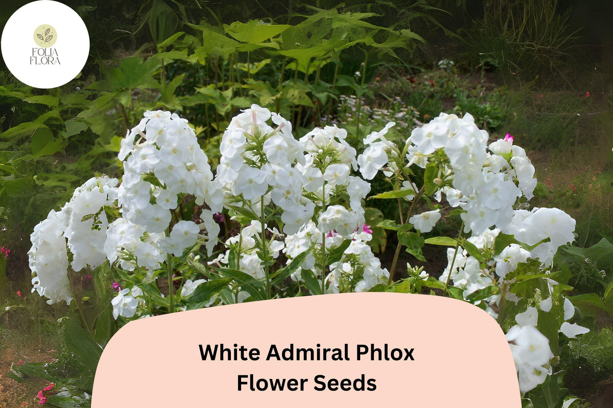 White Admiral Phlox Seeds – 100+ Non-GMO Phlox drummondii Flower Seeds for Borders, Containers, Butterfly Garden