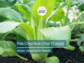 Pak Choi Seeds 500mg – Heirloom Non-GMO Brassica rapa var. chinensis for Stir-Fries, Salads, Soups, Gardening