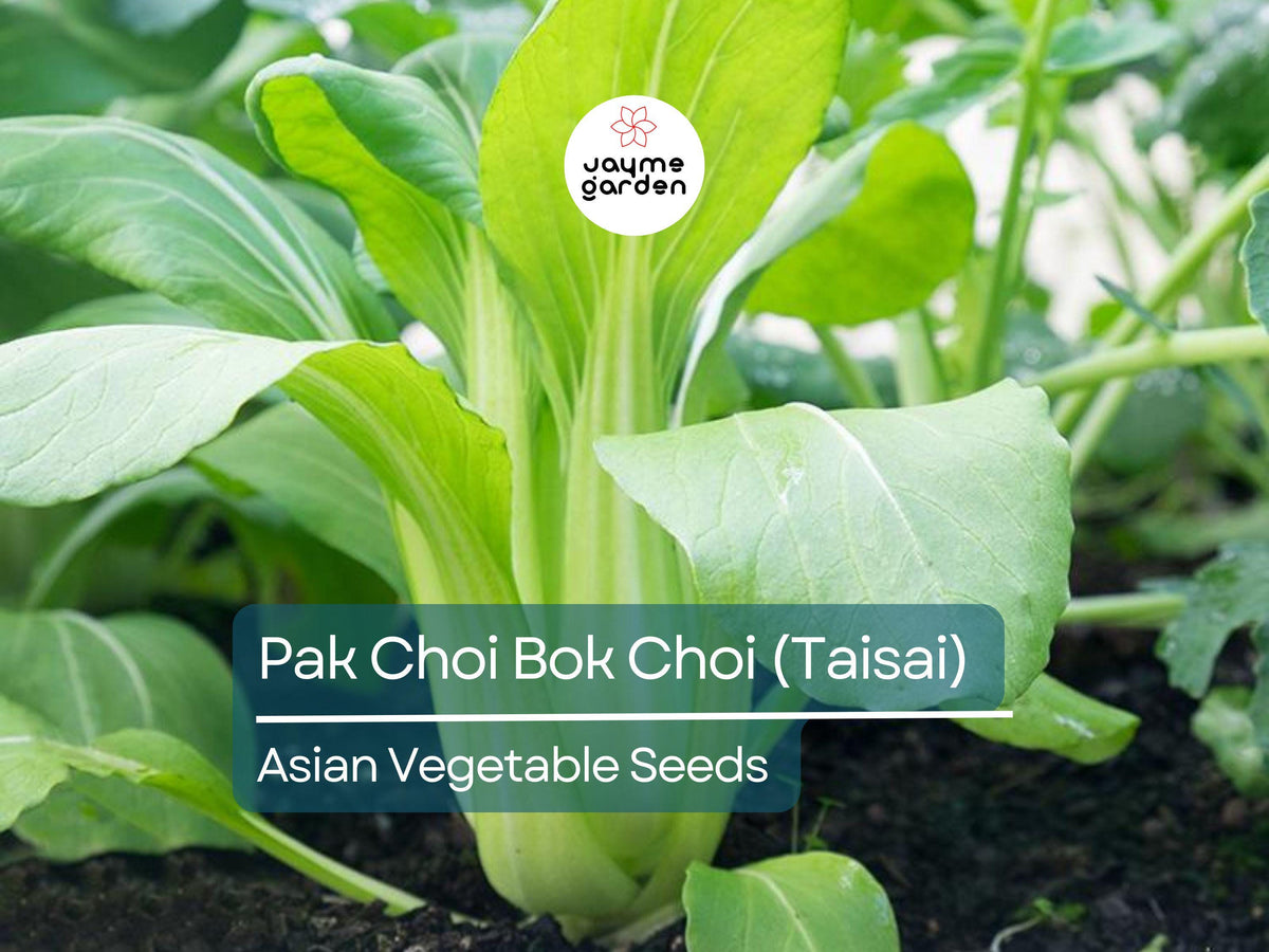 Pak Choi Seeds 500mg – Heirloom Non-GMO Brassica rapa var. chinensis for Stir-Fries, Salads, Soups, Gardening