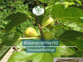 Brooklyn White Fig Cuttings – Unrooted Propagation Kit with Willow Water for Rooting, Fresh Figs, Ficus carica